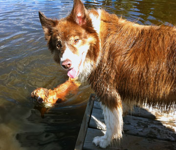 Maggie waits for Mocca in the water