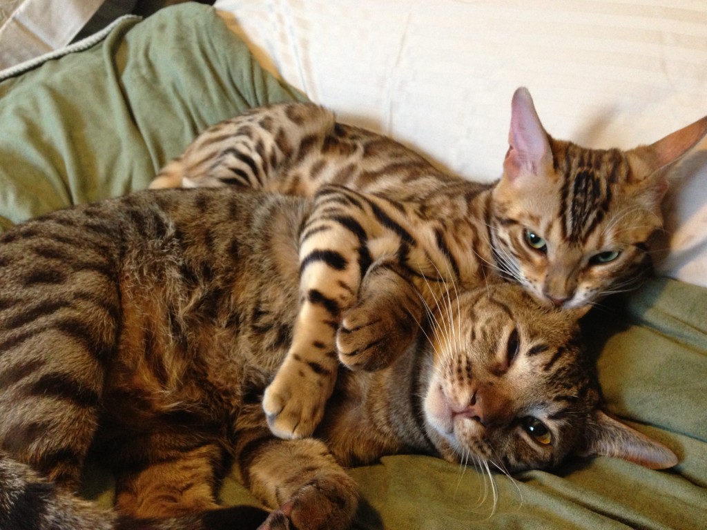 Ocicat and Bengal playing